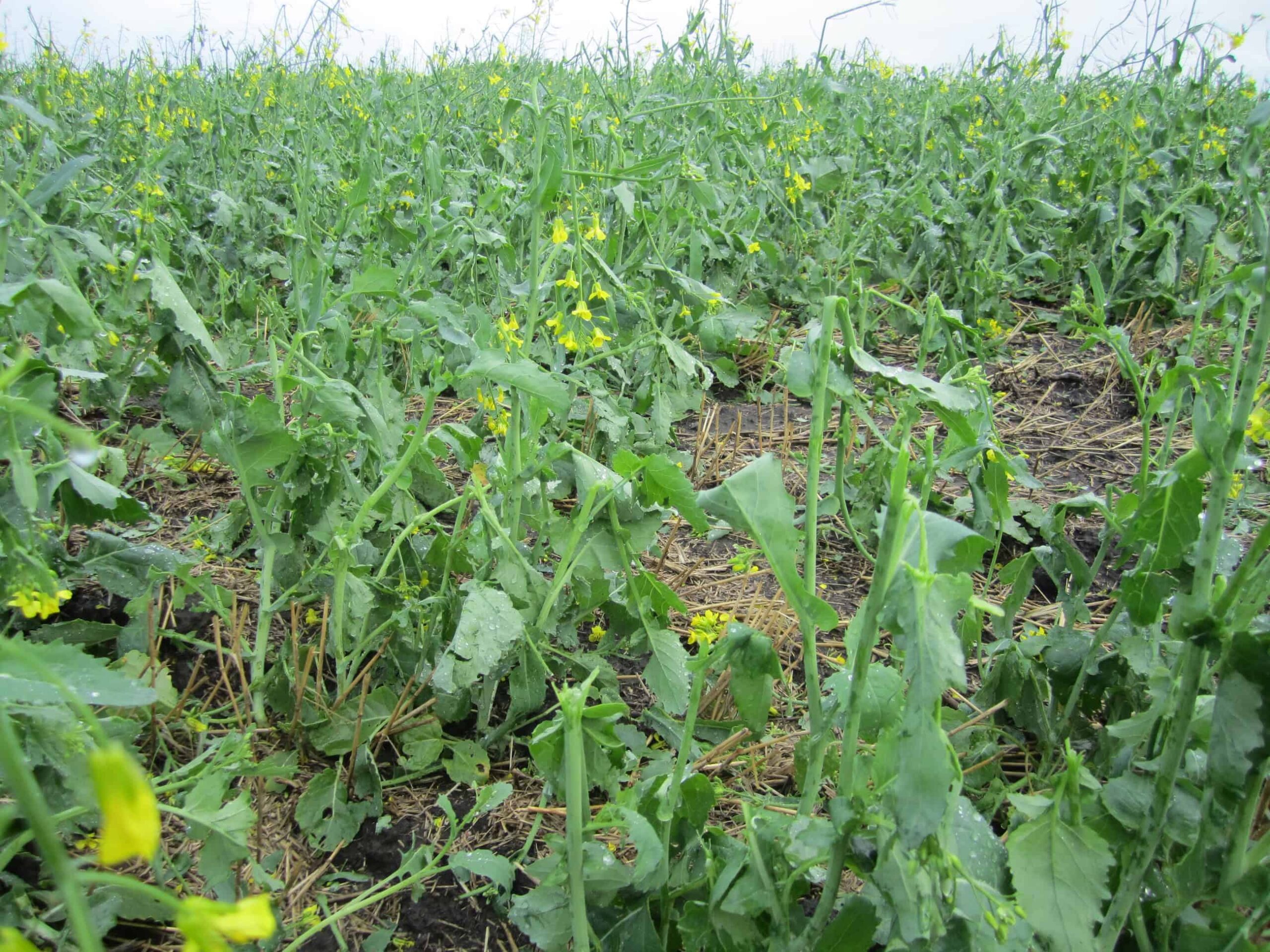 Hail on Corn