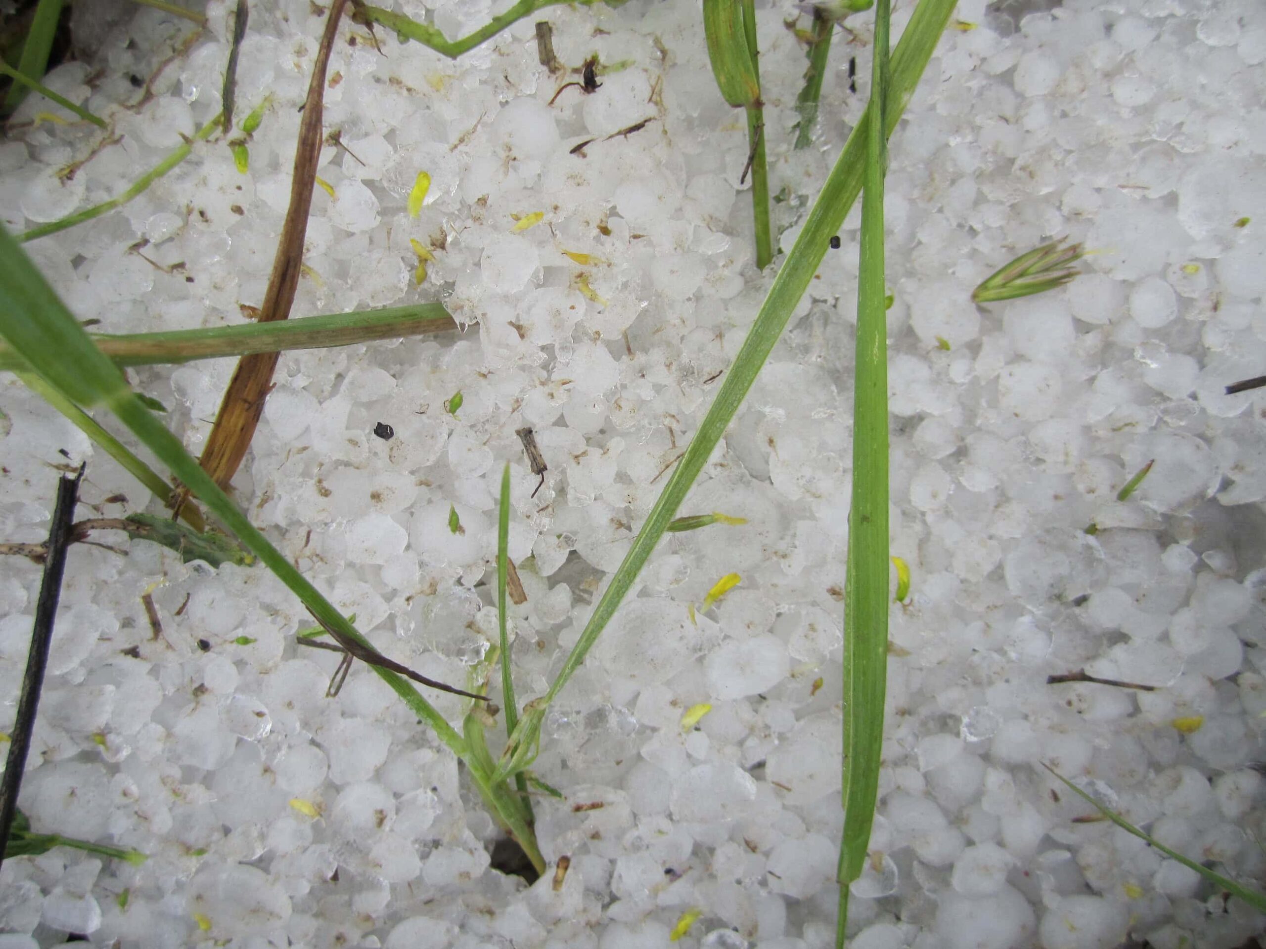 Hail on Corn