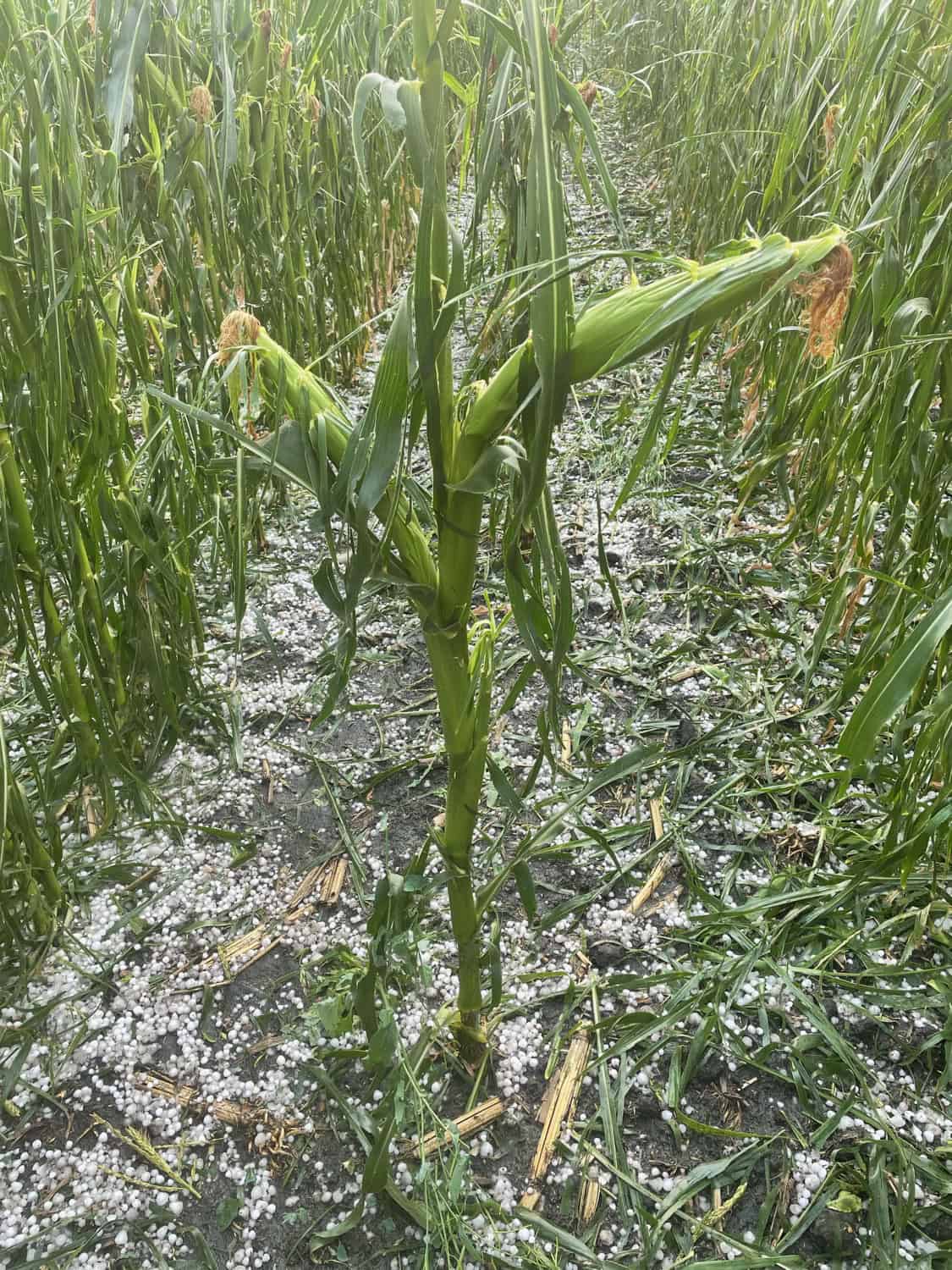 Hail in a corn field